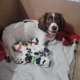 Mixed Breed - Both