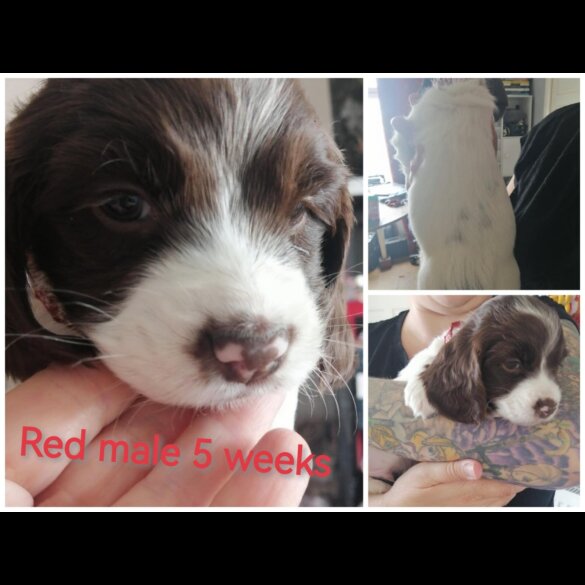 Mixed Breed - Both