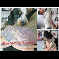 Mixed Breed - Both