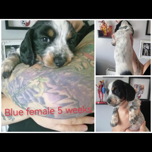 Mixed Breed - Both