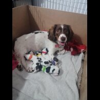 Mixed Breed - Both