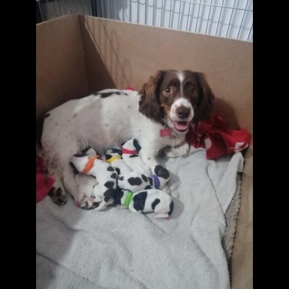 Mixed Breed - Both