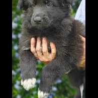 German Shepherd (Alsatian) - Both