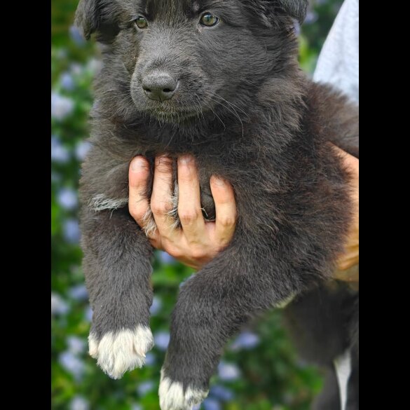 German Shepherd (Alsatian) - Both