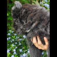 German Shepherd (Alsatian) - Both