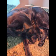 German Shepherd (Alsatian) - Both