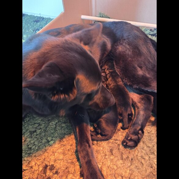 German Shepherd (Alsatian) - Both