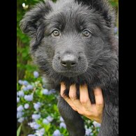 German Shepherd (Alsatian) - Both