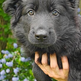 German Shepherd (Alsatian) - Both