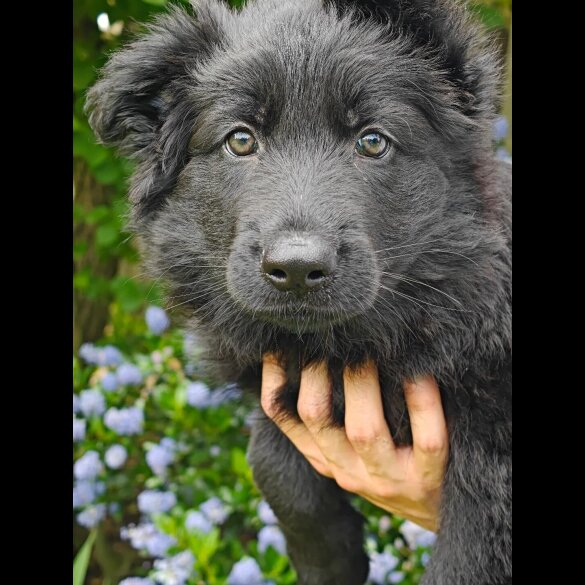 German Shepherd (Alsatian) - Both