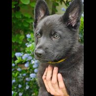 German Shepherd (Alsatian) - Both