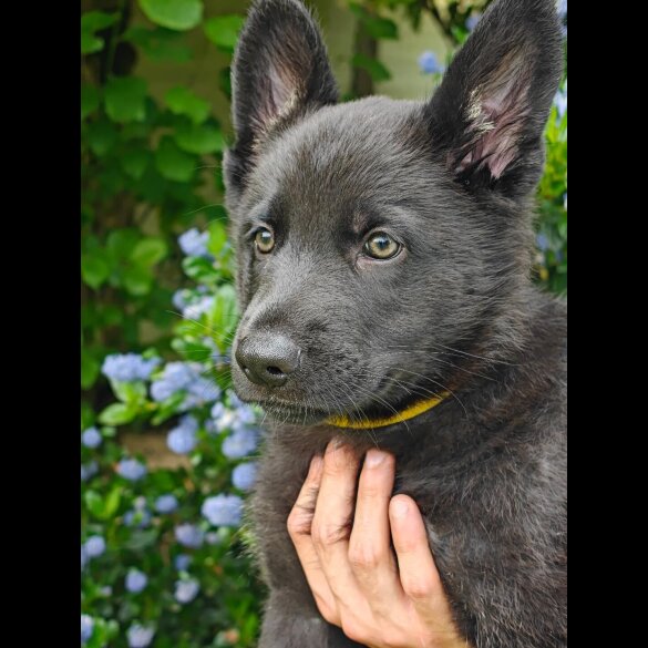 German Shepherd (Alsatian) - Both