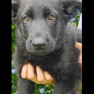 German Shepherd (Alsatian) - Both