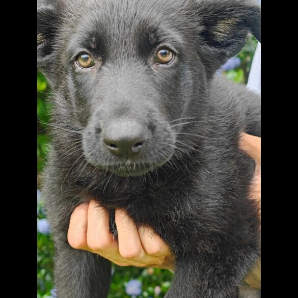 German Shepherd (Alsatian) - Both