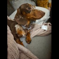 Dachshund (Standard &amp; Miniature)
