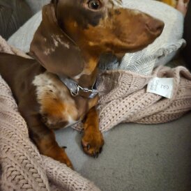 Dachshund (Standard &amp; Miniature)