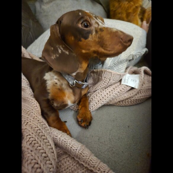 Dachshund (Standard &amp; Miniature)