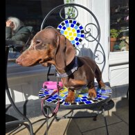 Dachshund (Standard &amp; Miniature)