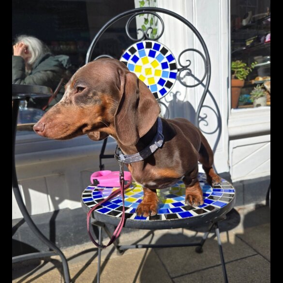 Dachshund (Standard &amp; Miniature)