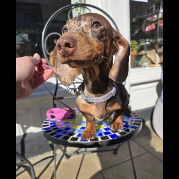 Dachshund (Standard &amp; Miniature)