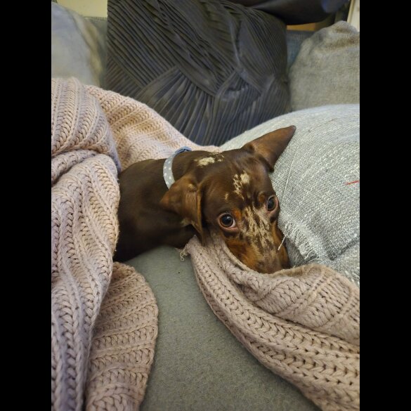 Dachshund (Standard &amp; Miniature)