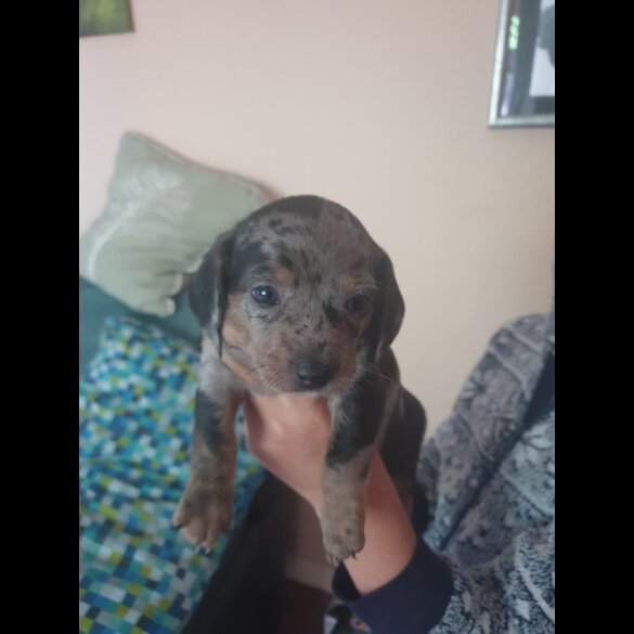 Dachshund (Standard &amp; Miniature) - Dogs