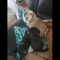 Dachshund (Standard &amp; Miniature) - Dogs