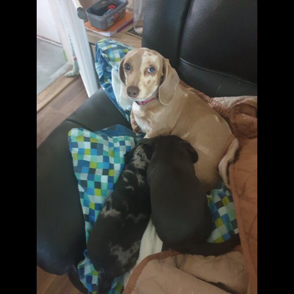 Dachshund (Standard &amp; Miniature) - Dogs