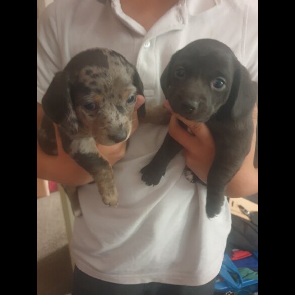 Dachshund (Standard &amp; Miniature) - Dogs