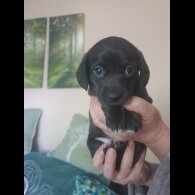 Dachshund (Standard &amp; Miniature) - Dogs