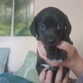 Dachshund (Standard &amp; Miniature) - Dogs