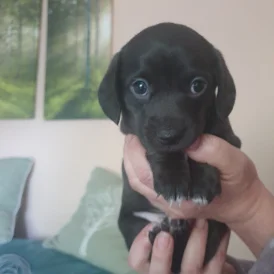 Dachshund (Standard &amp; Miniature) - Dogs
