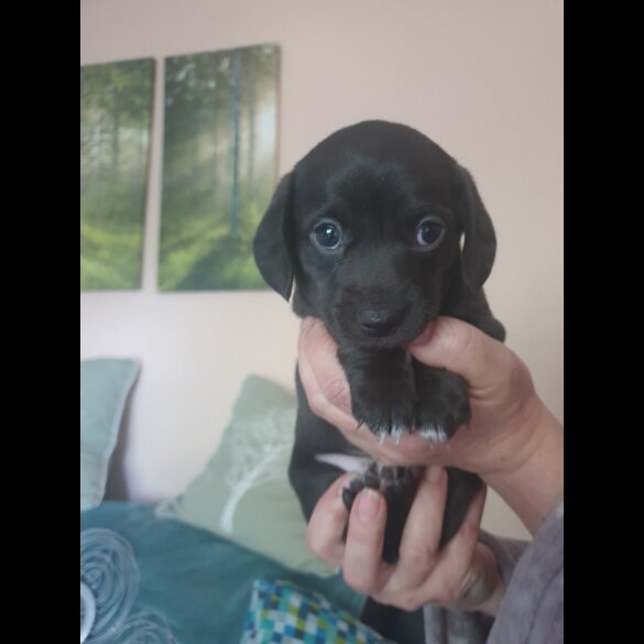 Dachshund (Standard &amp; Miniature) - Dogs