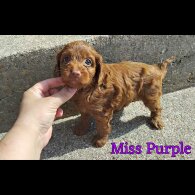 Cockapoo - Both