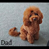 Cockapoo - Both