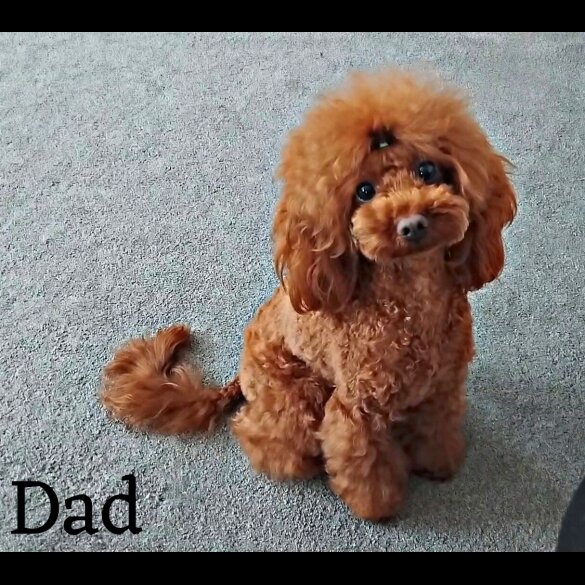 Cockapoo - Both