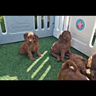 Cockapoo - Both
