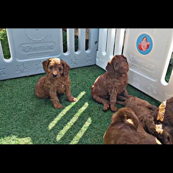 Cockapoo - Both