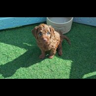 Cockapoo - Both