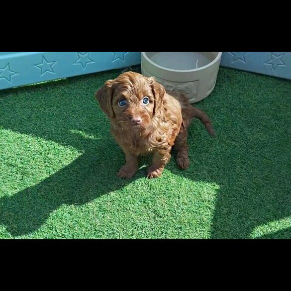 Cockapoo - Both