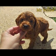 Cockapoo - Both