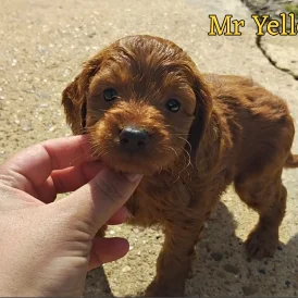 Cockapoo - Both