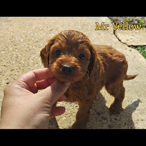Cockapoo - Both