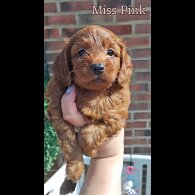 Cockapoo - Both