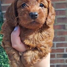 Cockapoo - Both