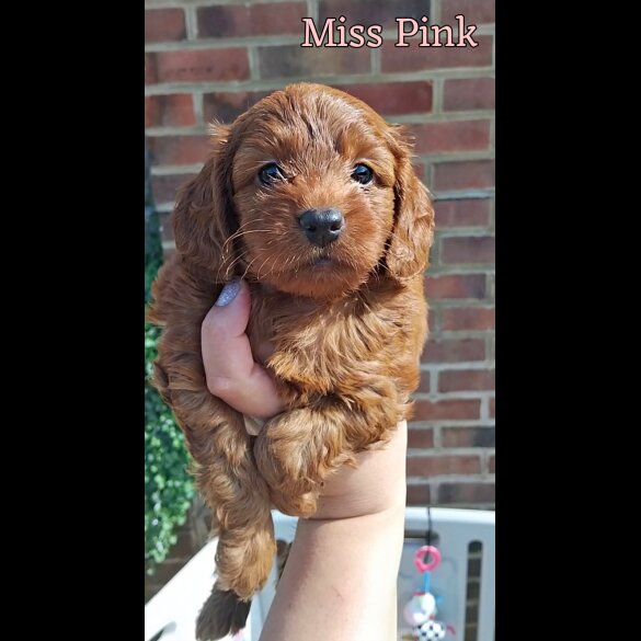 Cockapoo - Both