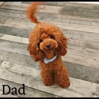 Cockapoo - Both
