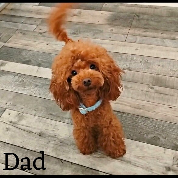 Cockapoo - Both