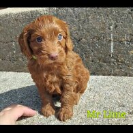 Cockapoo - Both