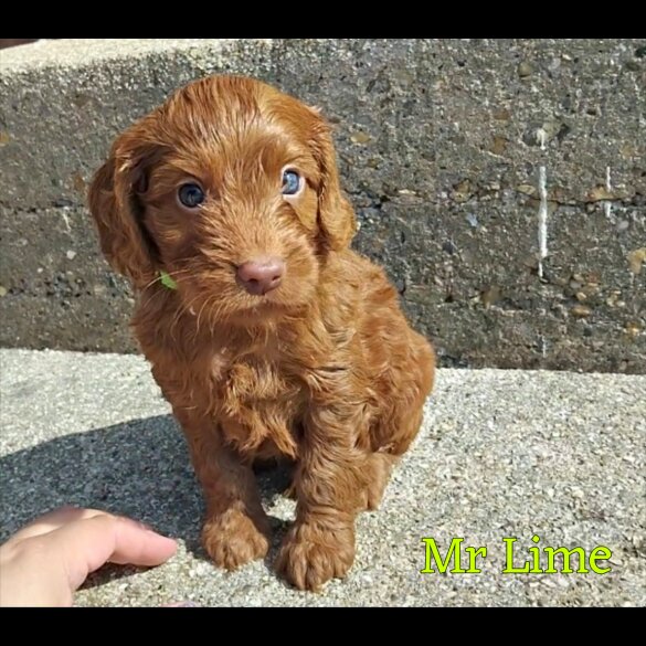 Cockapoo - Both